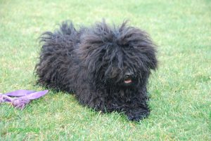 Cão da Serra de Aires karakter