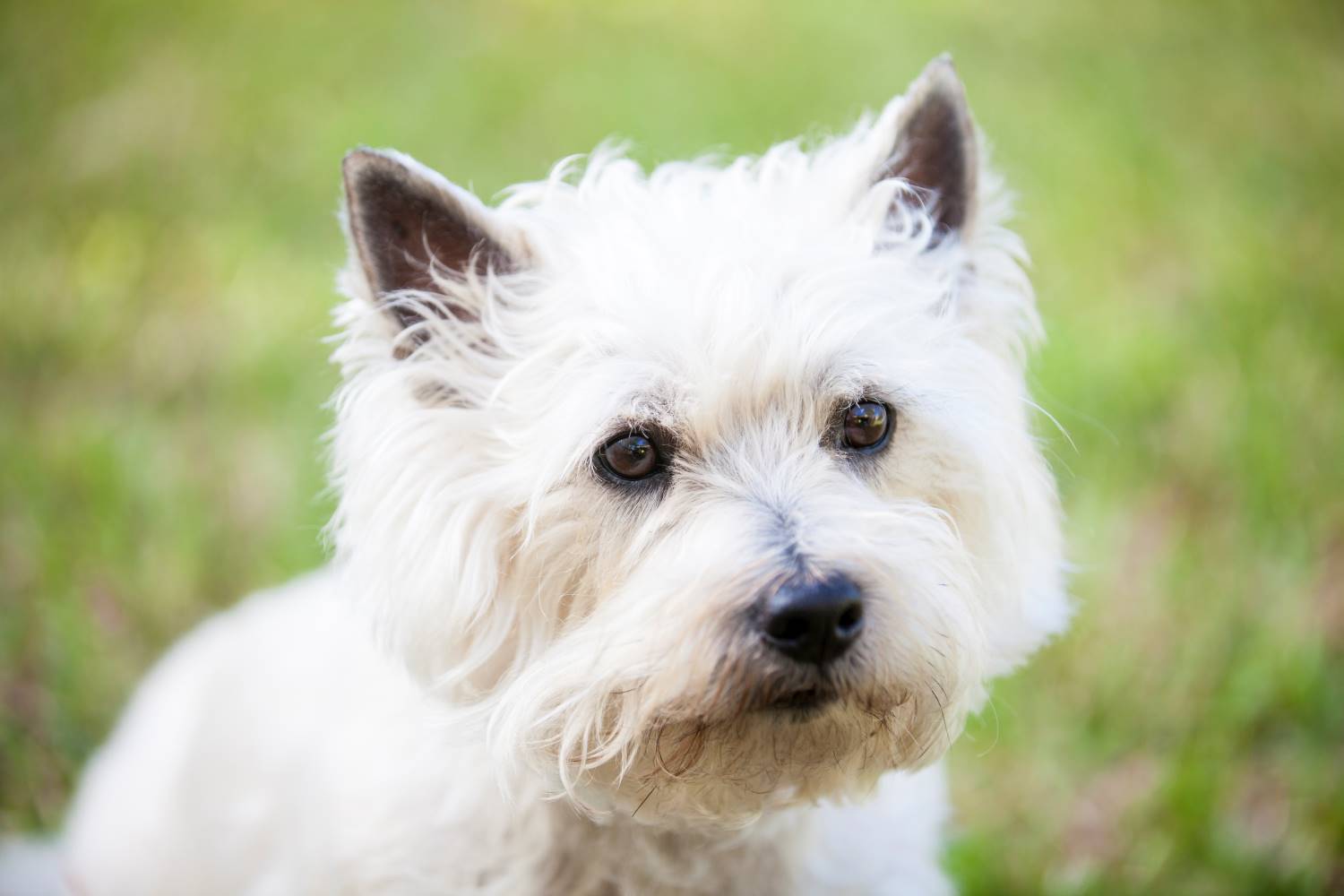 Cairn terrier Depositphotos_107676546_S