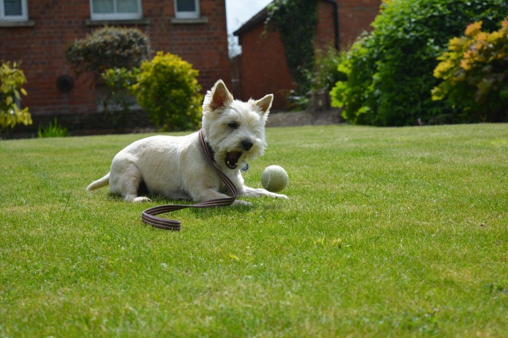 Cairn terrier bal