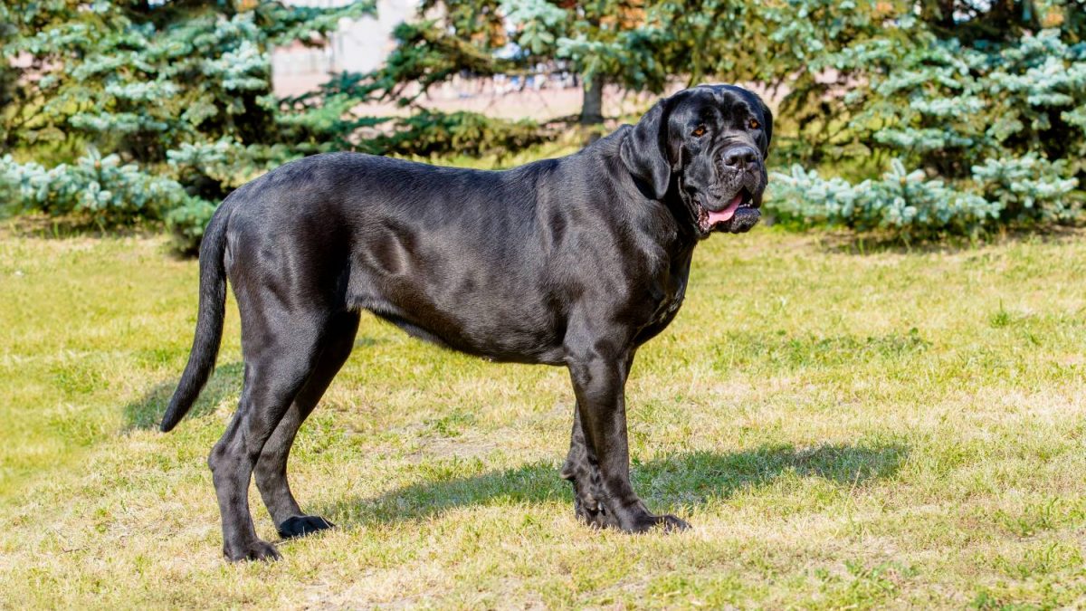 Cane Corso Depositphotos_189164260_S