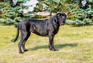 Cane Corso Depositphotos_189164260_S