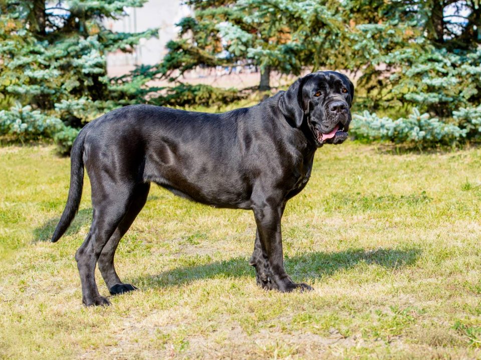 Cane Corso Depositphotos_189164260_S