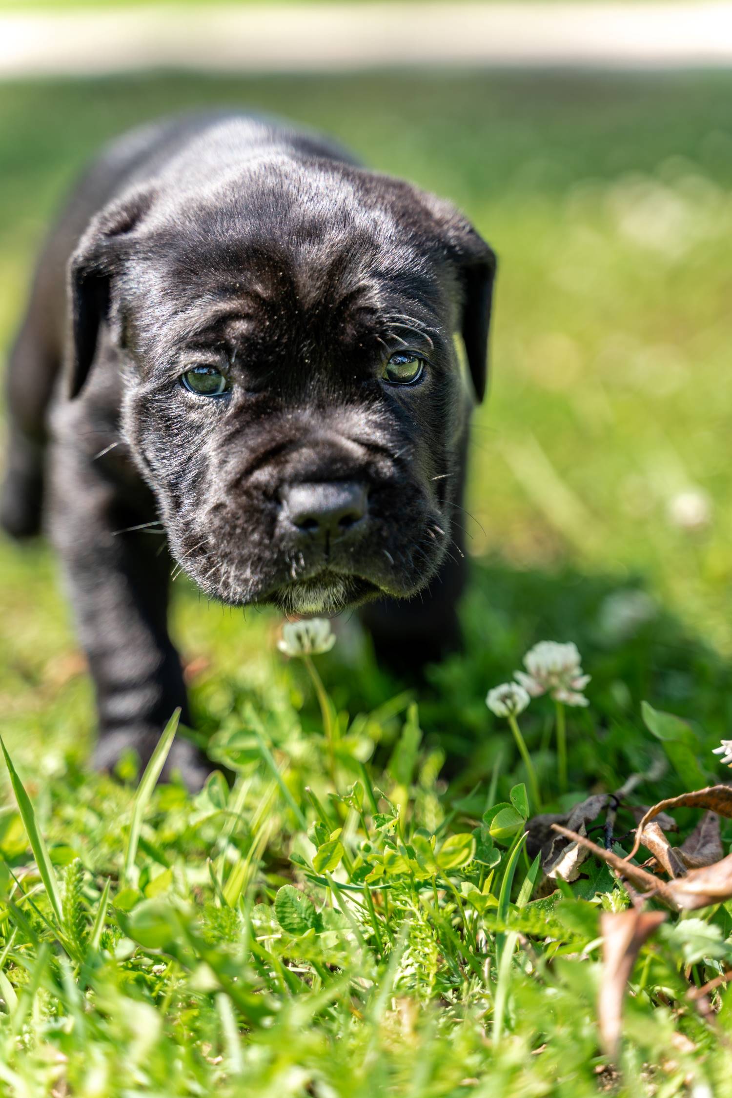 Cane Corso Depositphotos_318679530_S