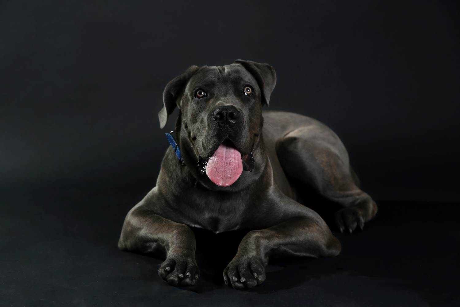 Cane Corso Depositphotos_80274798_S