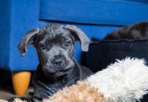 Cane Corso puppy