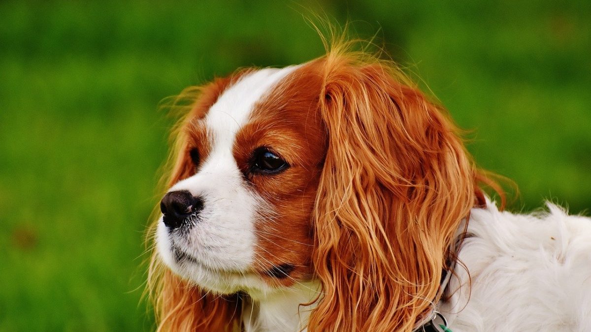 Cavalier King Charles Spaniel