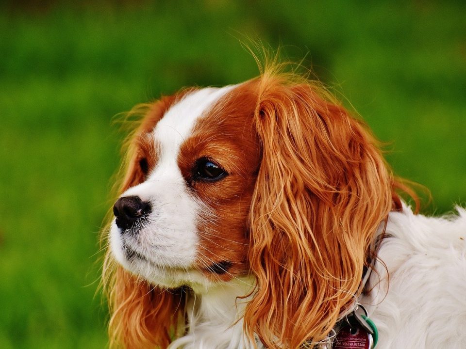 Cavalier King Charles Spaniel