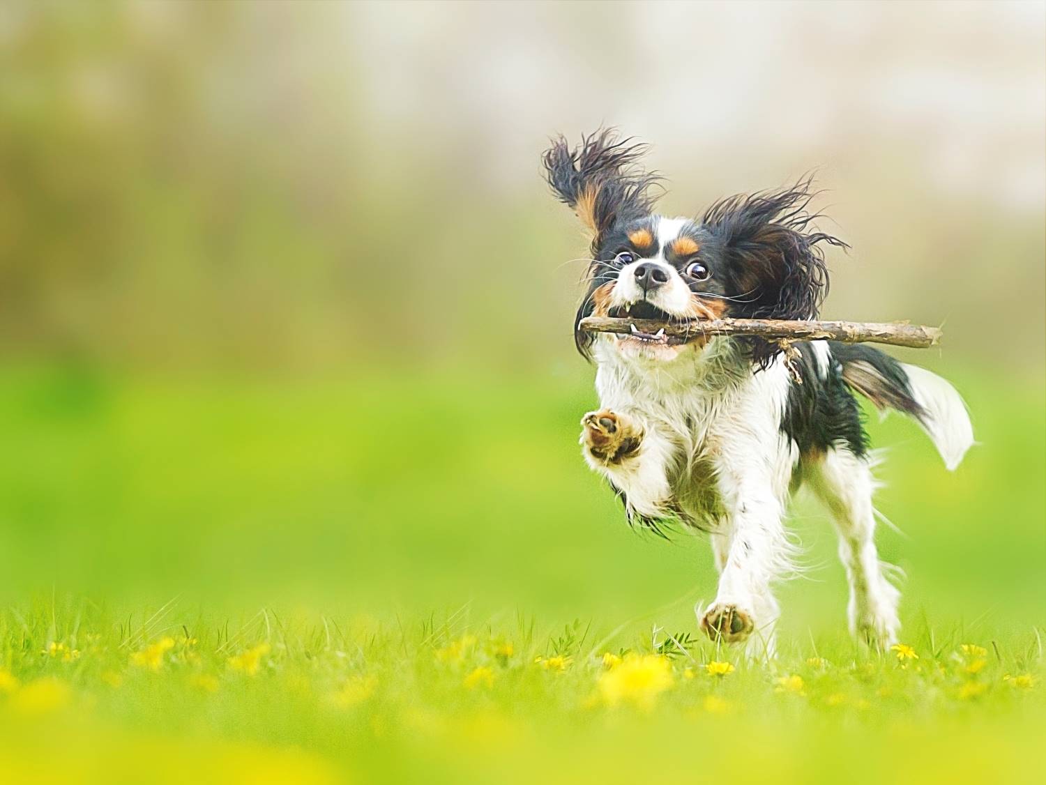 Cavalier King Charles Spaniel Depositphotos_46159015_S