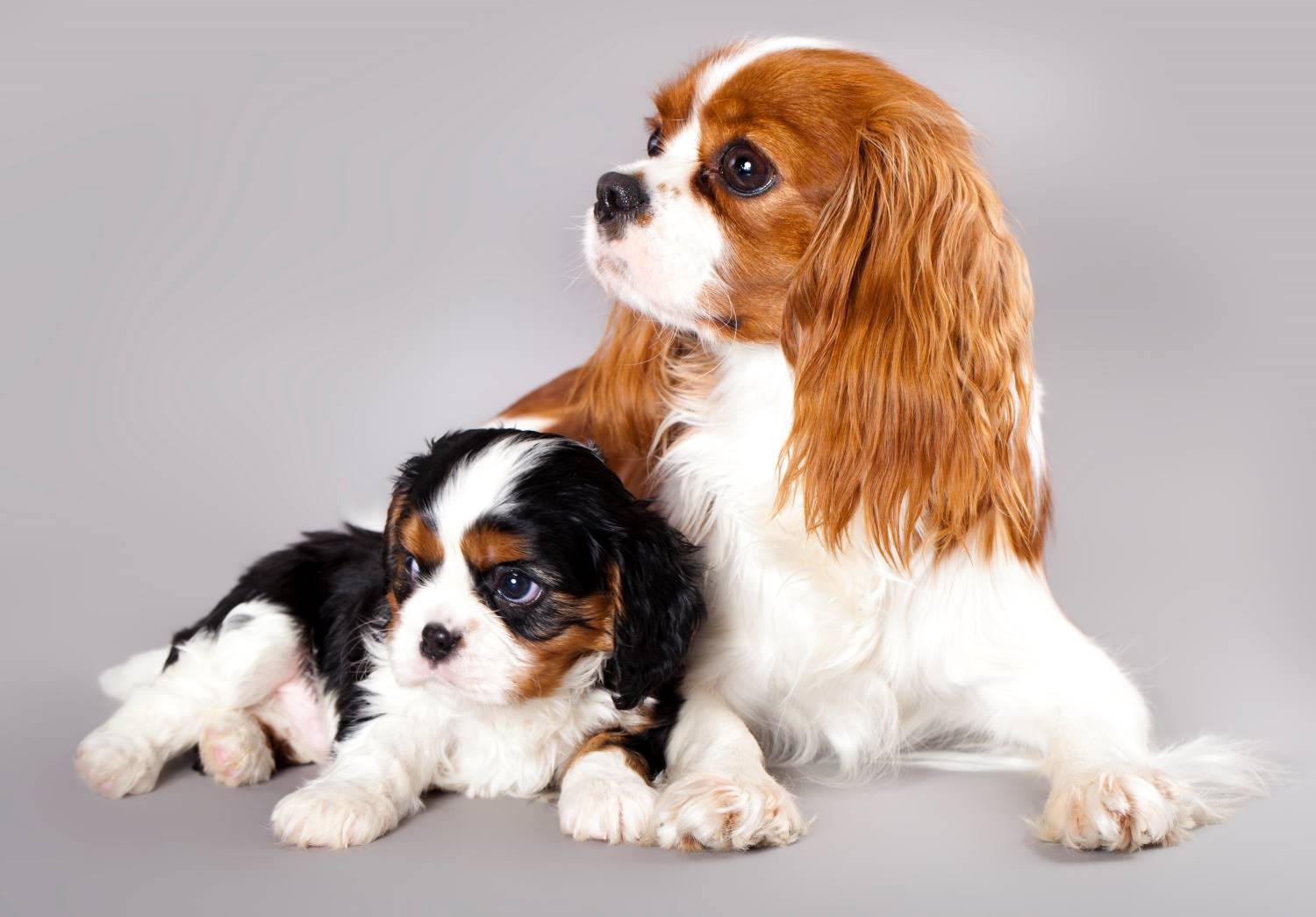 Cavalier King Charles Spaniel met puppy Depositphotos_8038616_S