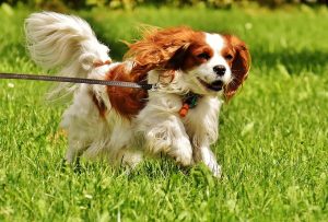 Cavalier King Charles puppy