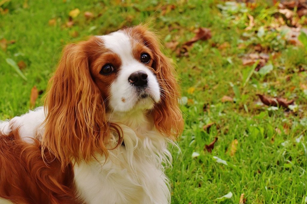 Cavalier King Charles Spaniël