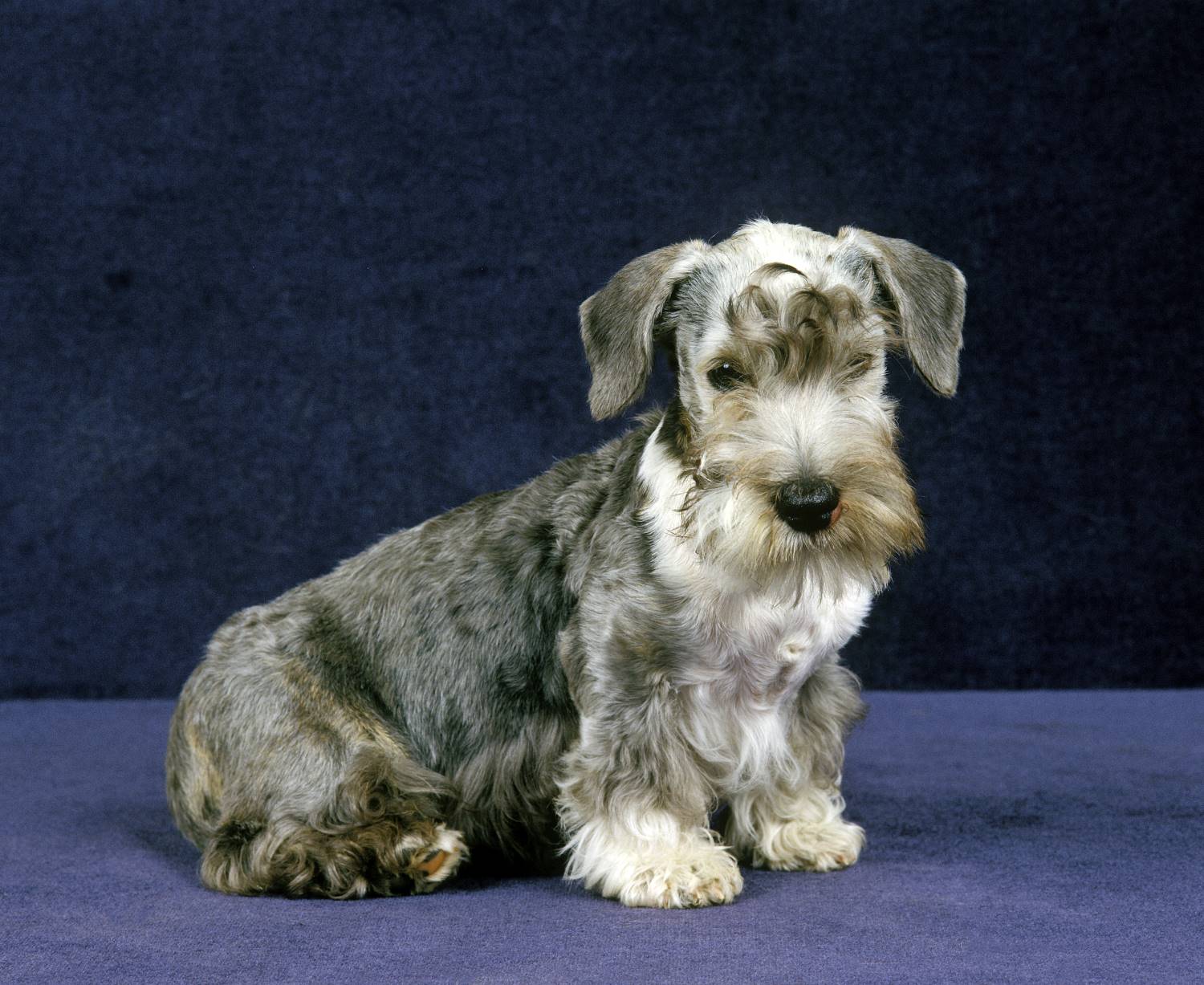 Cesky Terrier of Boheemse Terrier Depositphotos_338028966_S