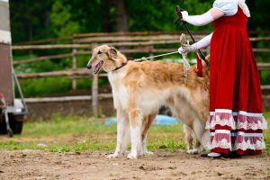 Chart Polski - poolse windhond Depositphotos_202944448_S