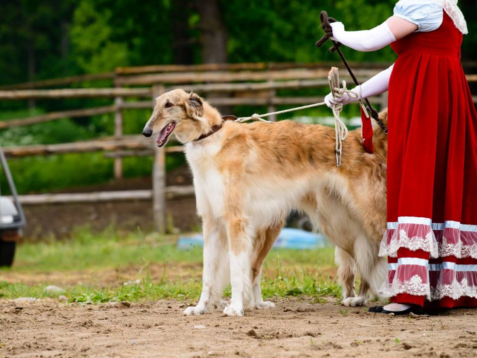 Chart Polski - poolse windhond Depositphotos_202944448_S