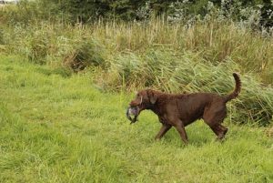 Chesapeake Bay Retriever