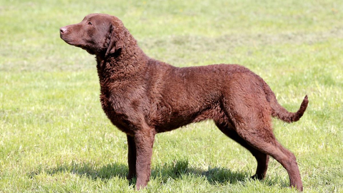 Chesapeake Bay Retriever Depositphotos_117180076_S