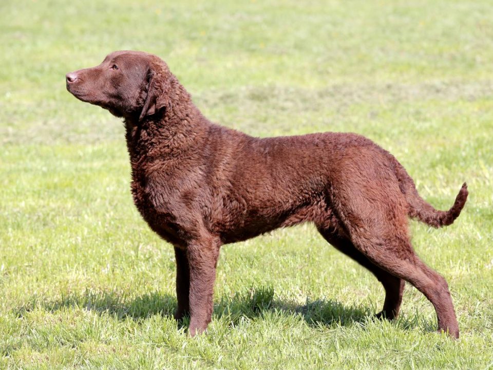 Chesapeake Bay Retriever Depositphotos_117180076_S