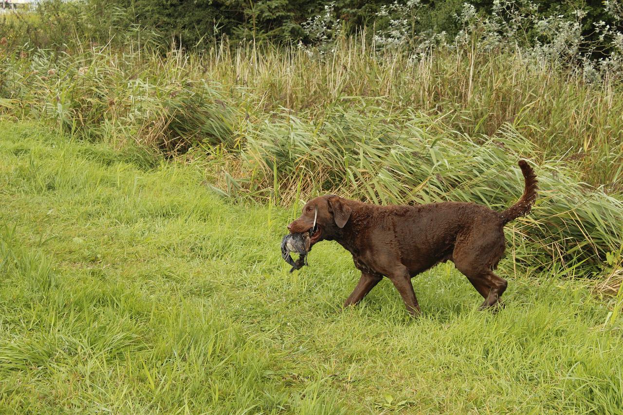 Chesapeake Bay Retriever chesapeake-3781217_1280