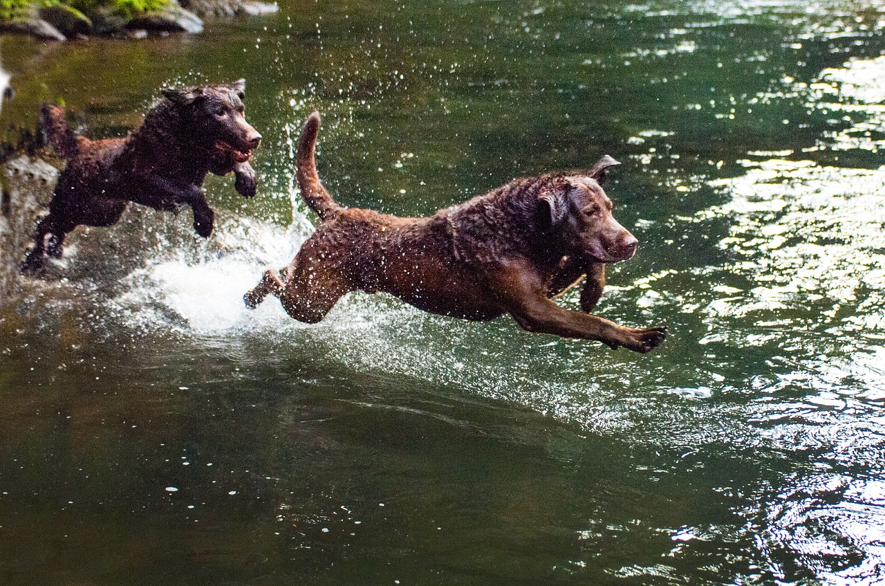 Chesapeake Bay Retriever dogs-1582148_1280