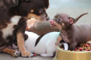 Chihuahua puppy