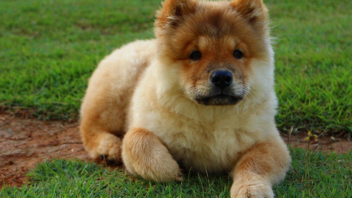 Chow Chow