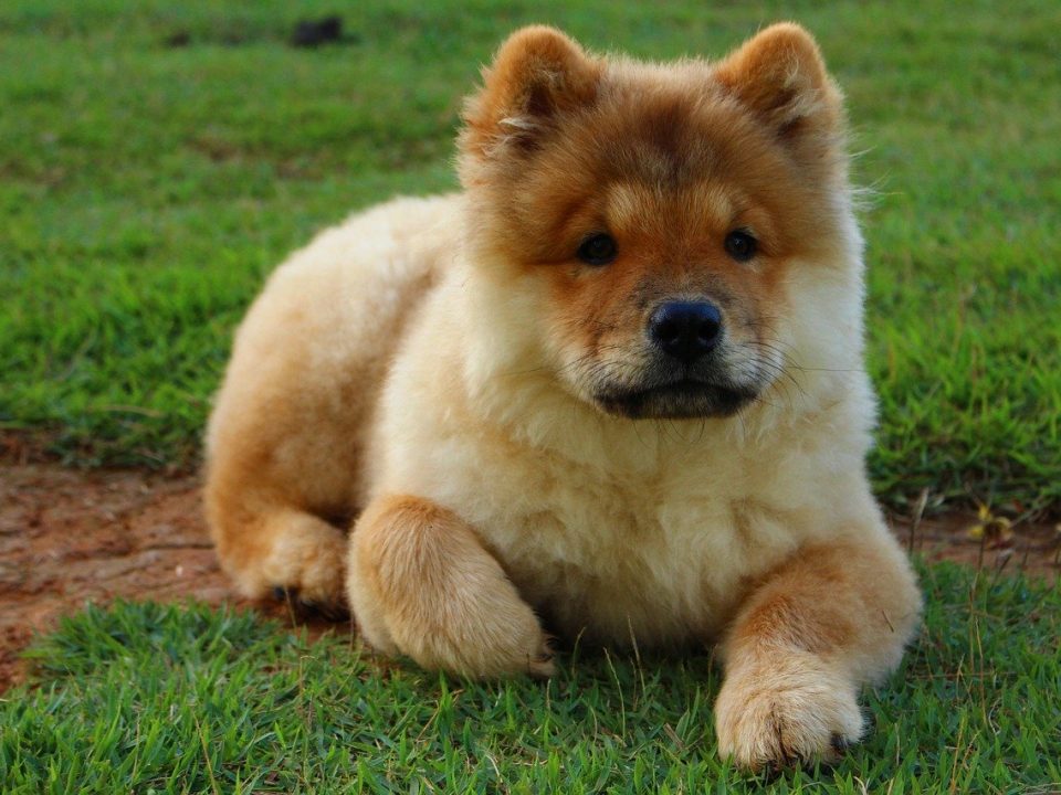 Chow Chow