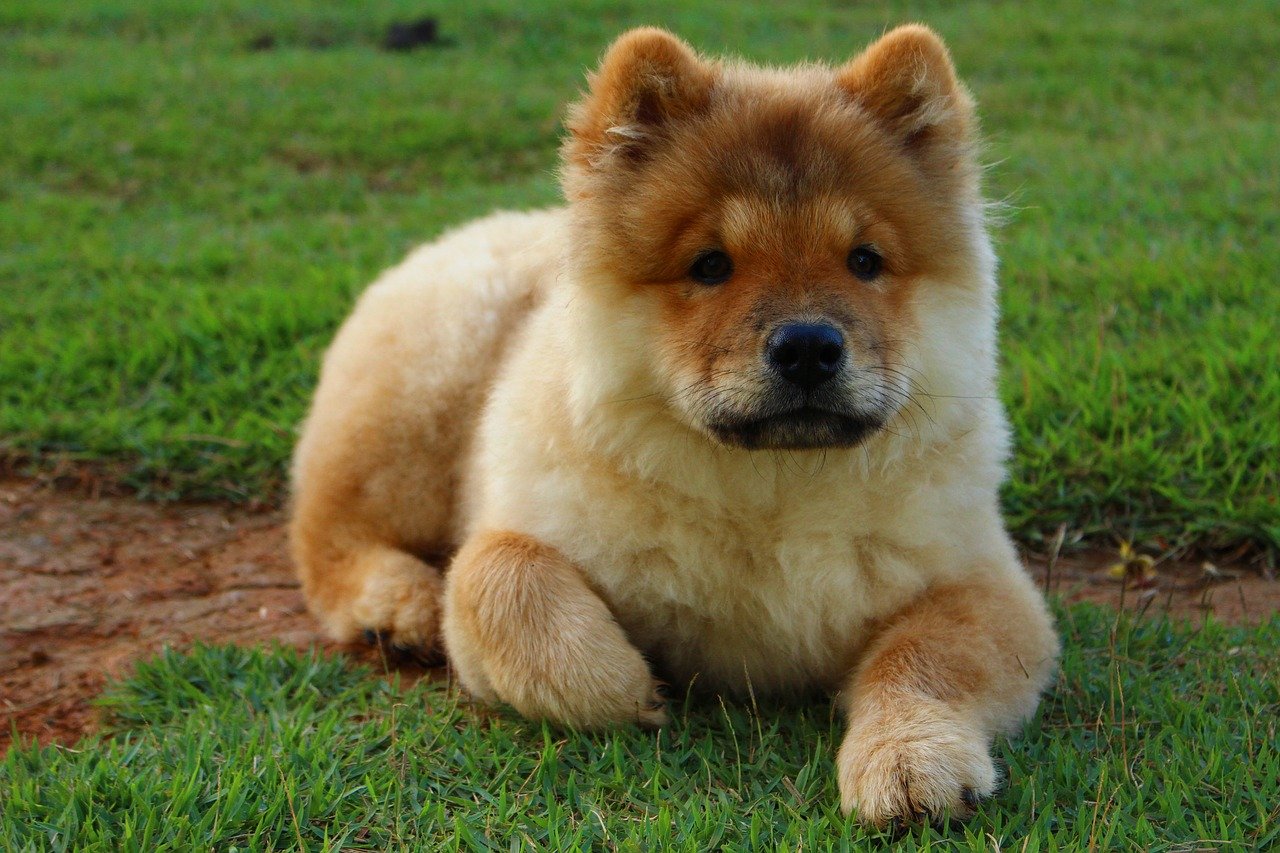 Crèmekleurige Chow Chow Hond Stock Afbeelding - Image of leiband, leuk