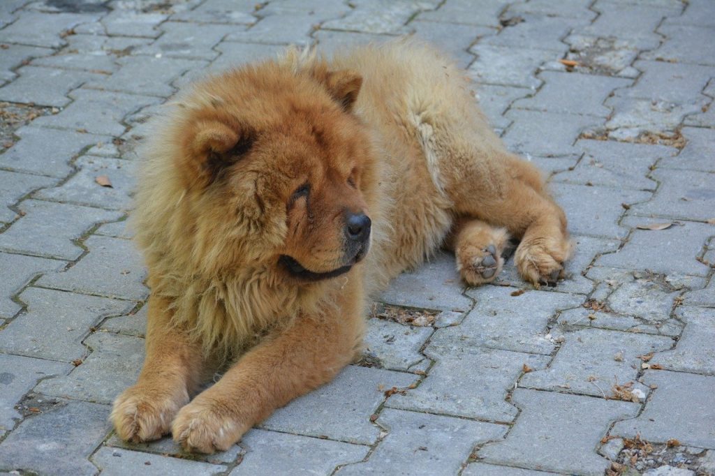 Chow Chow - Chow Chow 2