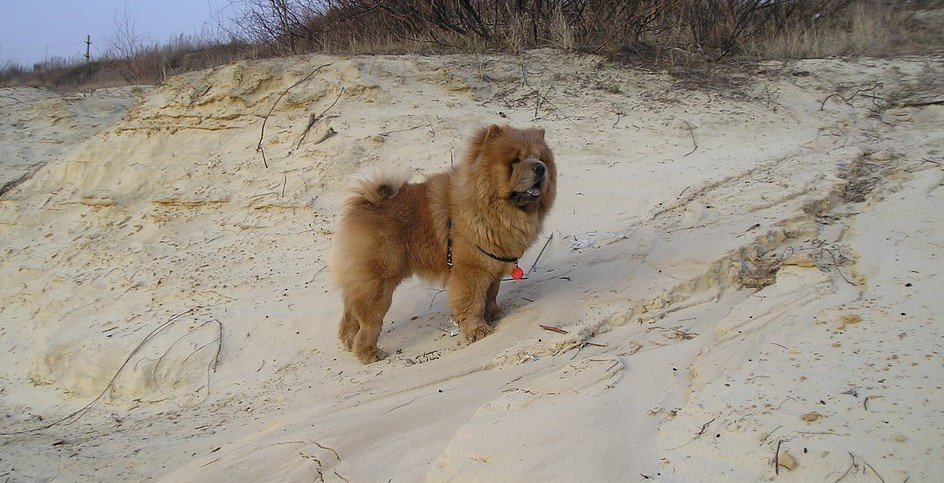 domste hondenrassen - Chow Chow