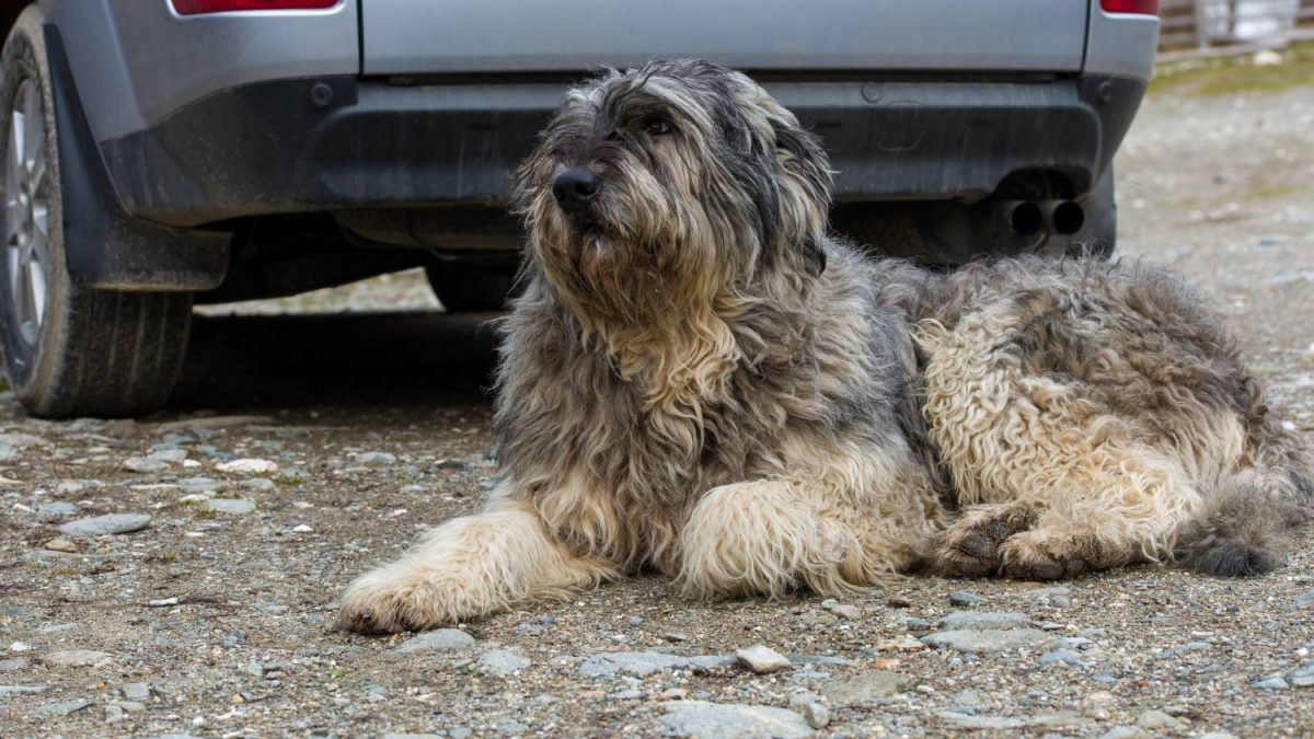 Ciobanesc Romanesc Carpatin Depositphotos_18388153_S