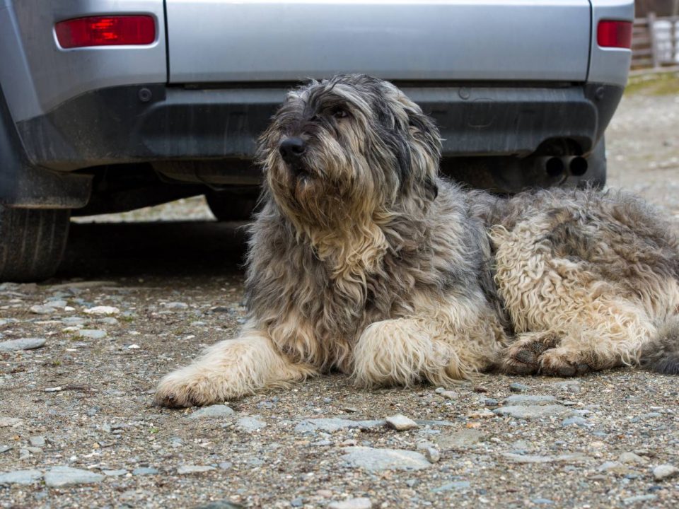 Ciobanesc Romanesc Carpatin Depositphotos_18388153_S