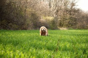 Clumber Spaniel