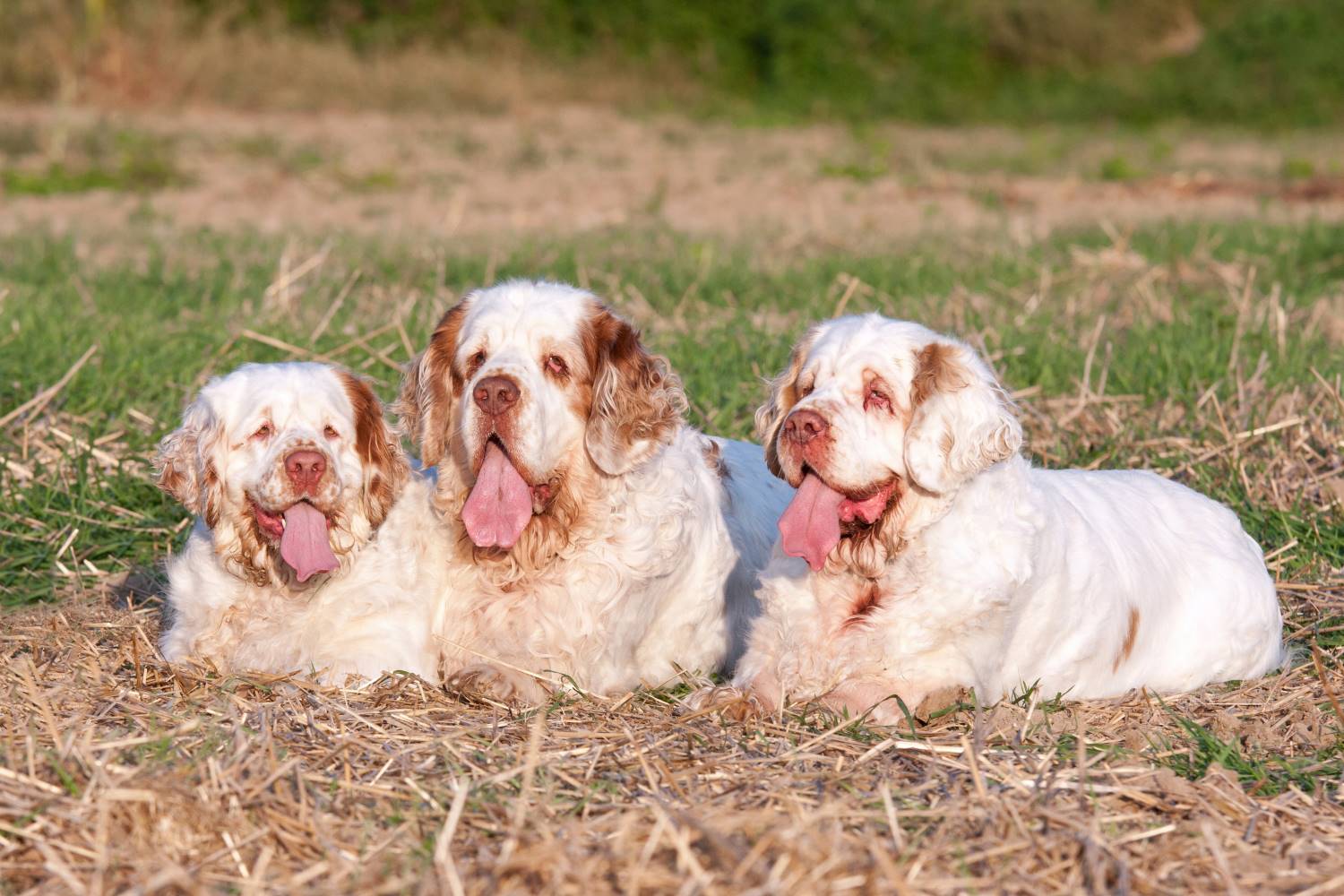 Clumber Spaniel Depositphotos_239583004_S