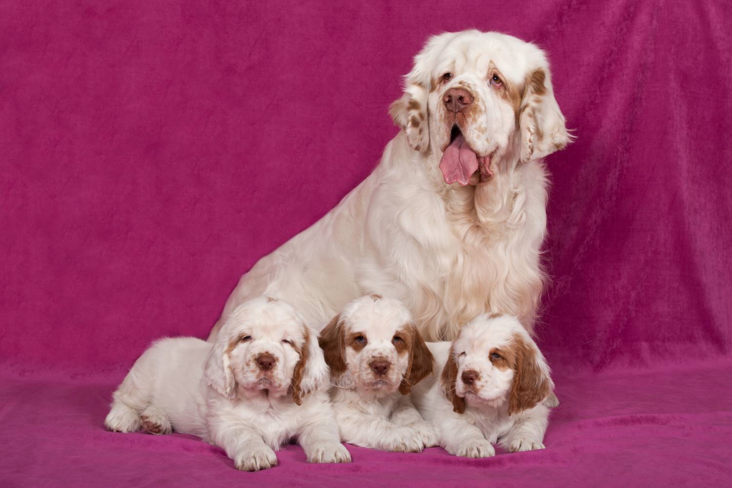 Clumber Spaniel Depositphotos_239583552_S