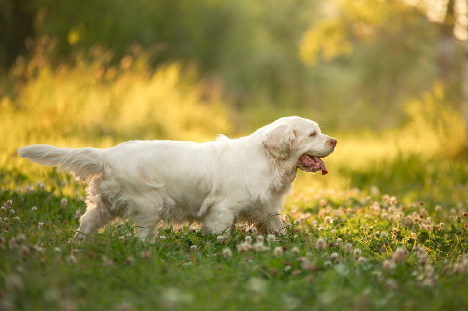 Clumber Spaniel Depositphotos_360968972_S