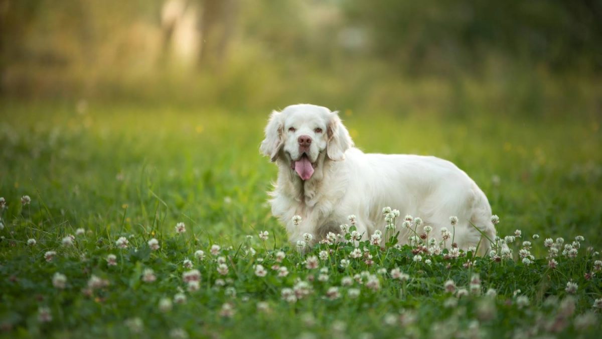 Clumber Spaniel Depositphotos_360969864_S