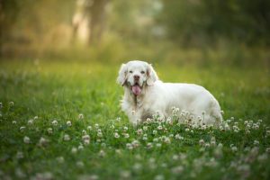 Clumber Spaniel Depositphotos_360969864_S