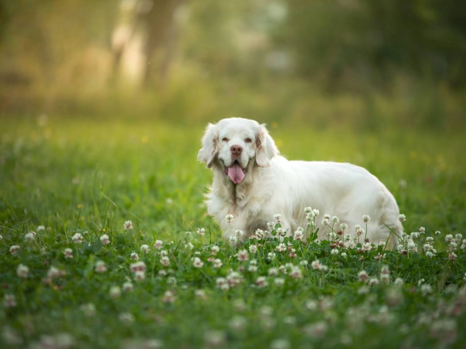 Clumber Spaniel Depositphotos_360969864_S