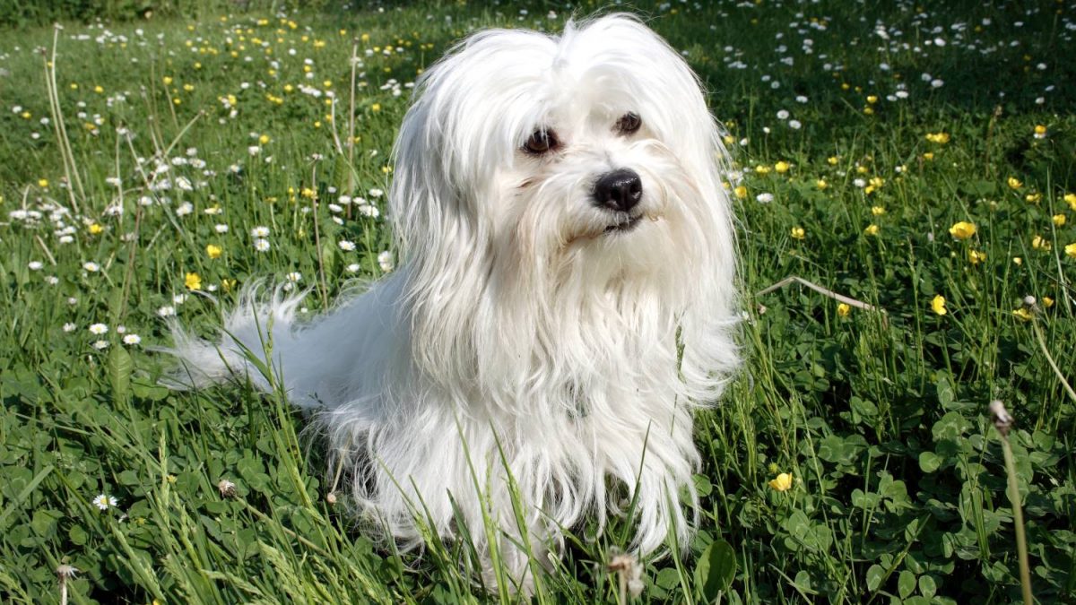 Coton de Tulear Depositphotos_2479834_S