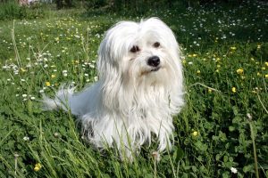 Coton de Tulear Depositphotos_2479834_S