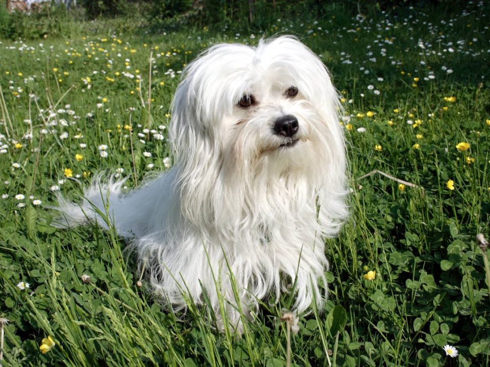 Coton de Tulear Depositphotos_2479834_S