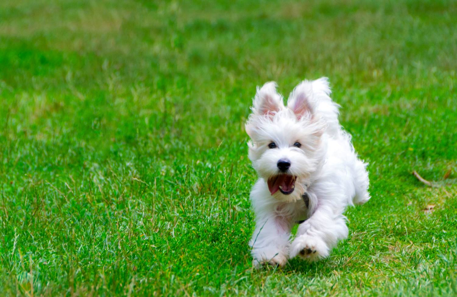 Coton de Tulear Depositphotos_394859824_S