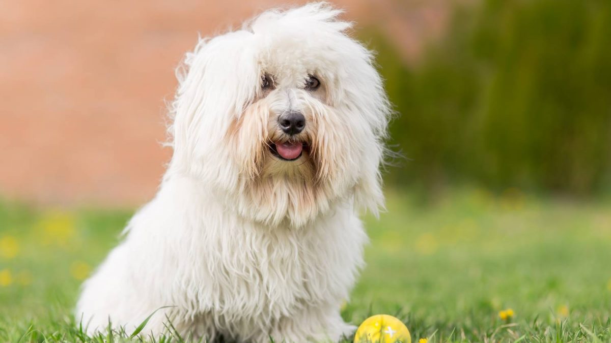 Coton de Tulear Depositphotos_69651391_S