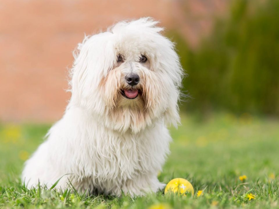 Coton de Tulear Depositphotos_69651391_S