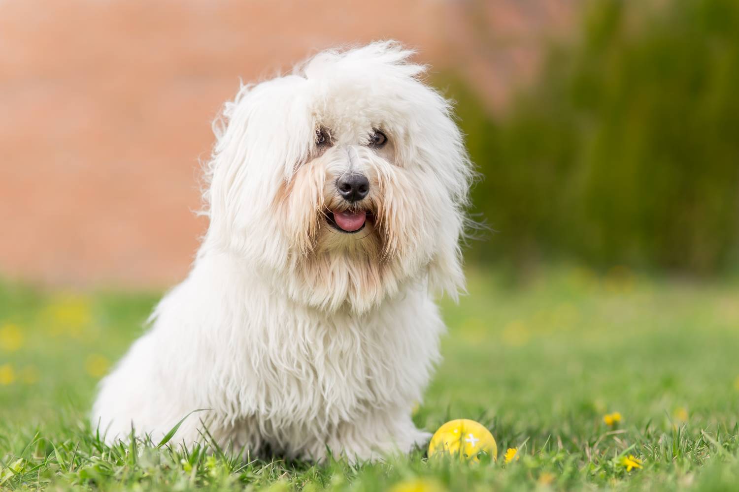 Coton de Tulear Depositphotos_69651391_S