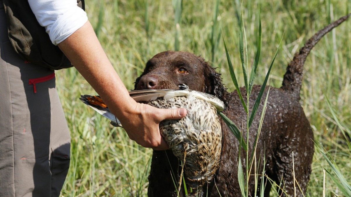 Curly Coated Retriever