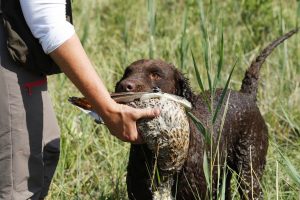 Curly Coated Retriever