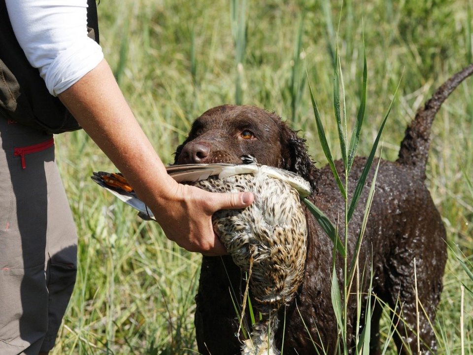 Curly Coated Retriever