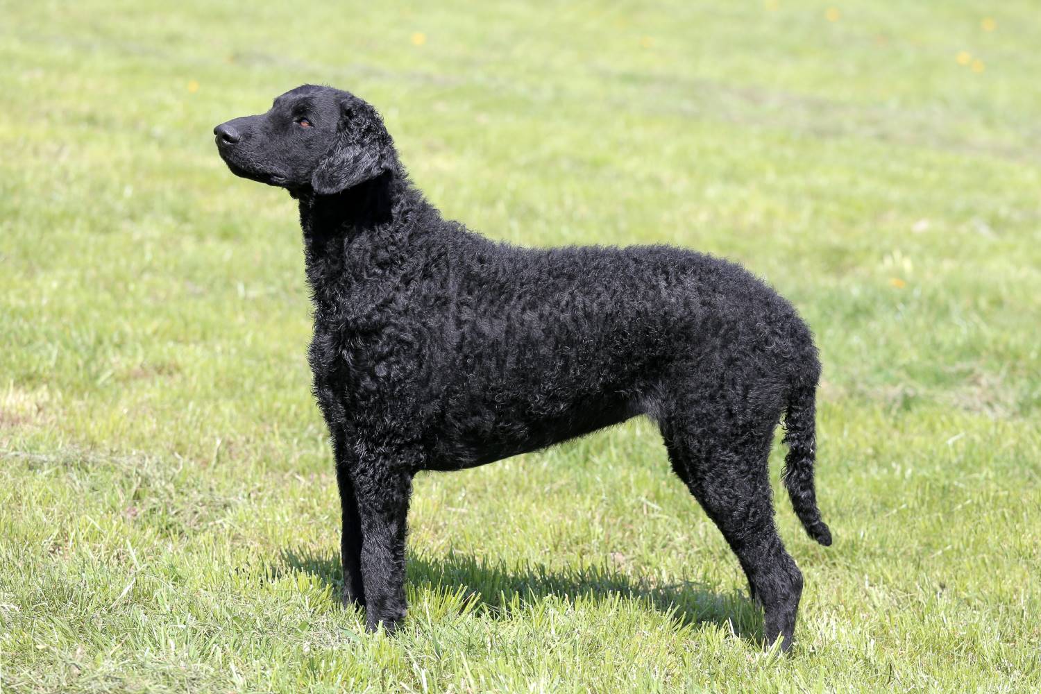 Curly Coated Retriever Depositphotos_117177050_S