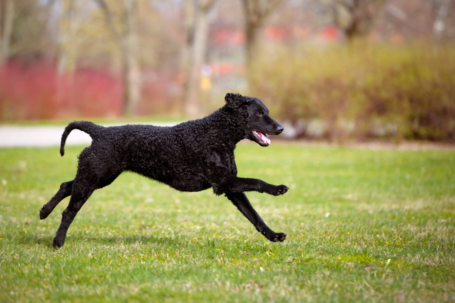 Curly Coated Retriever Depositphotos_71172223_S